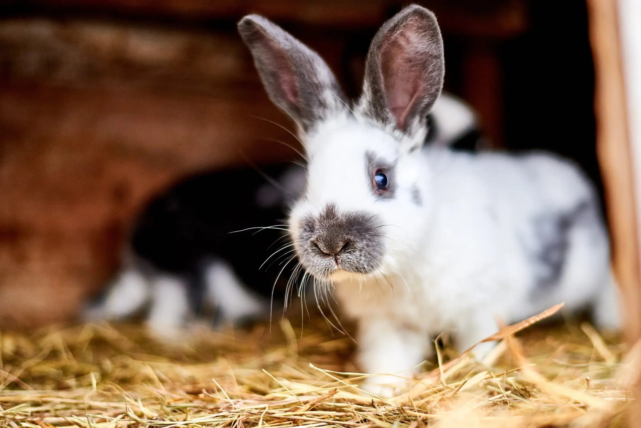 Top Tips to Keep Your Small Pets Cool This Summer